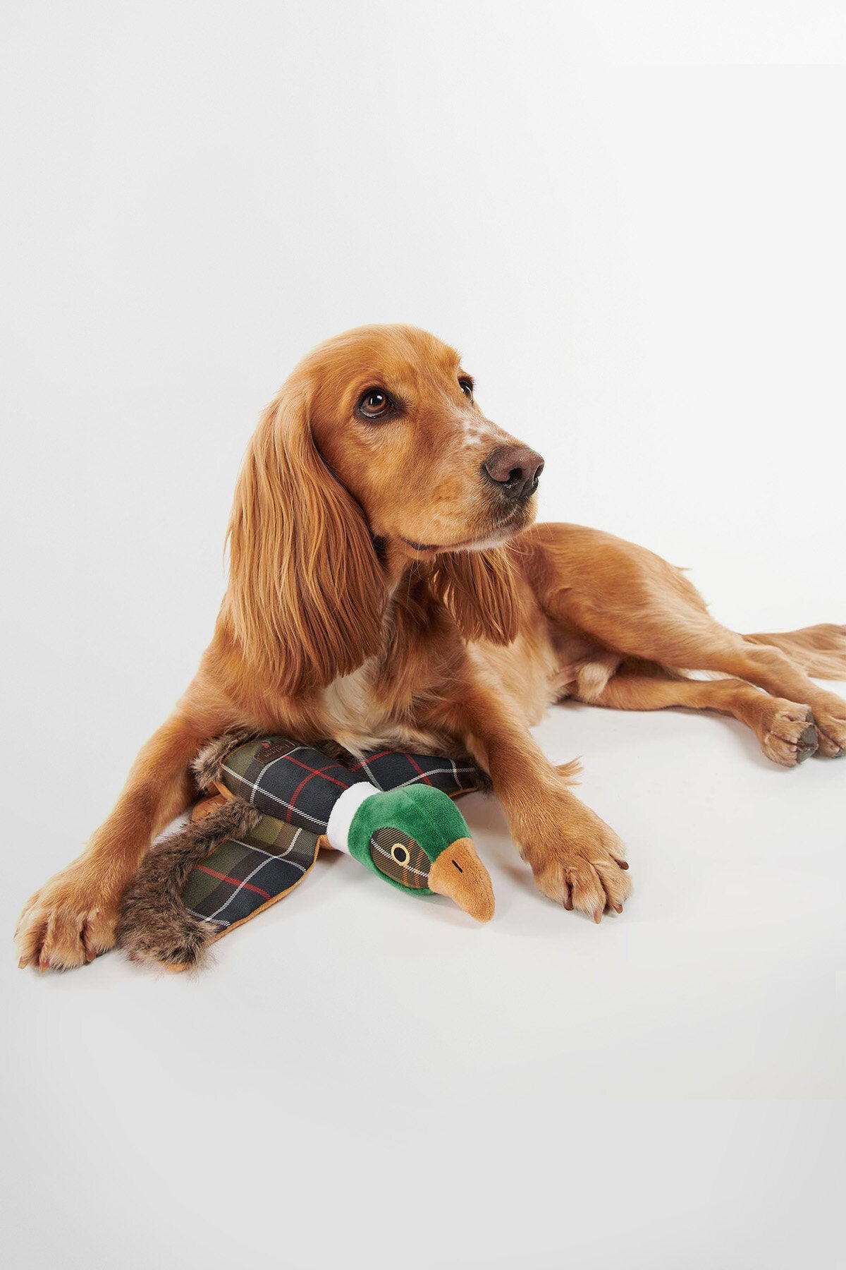 Pheasant Dog Toy
