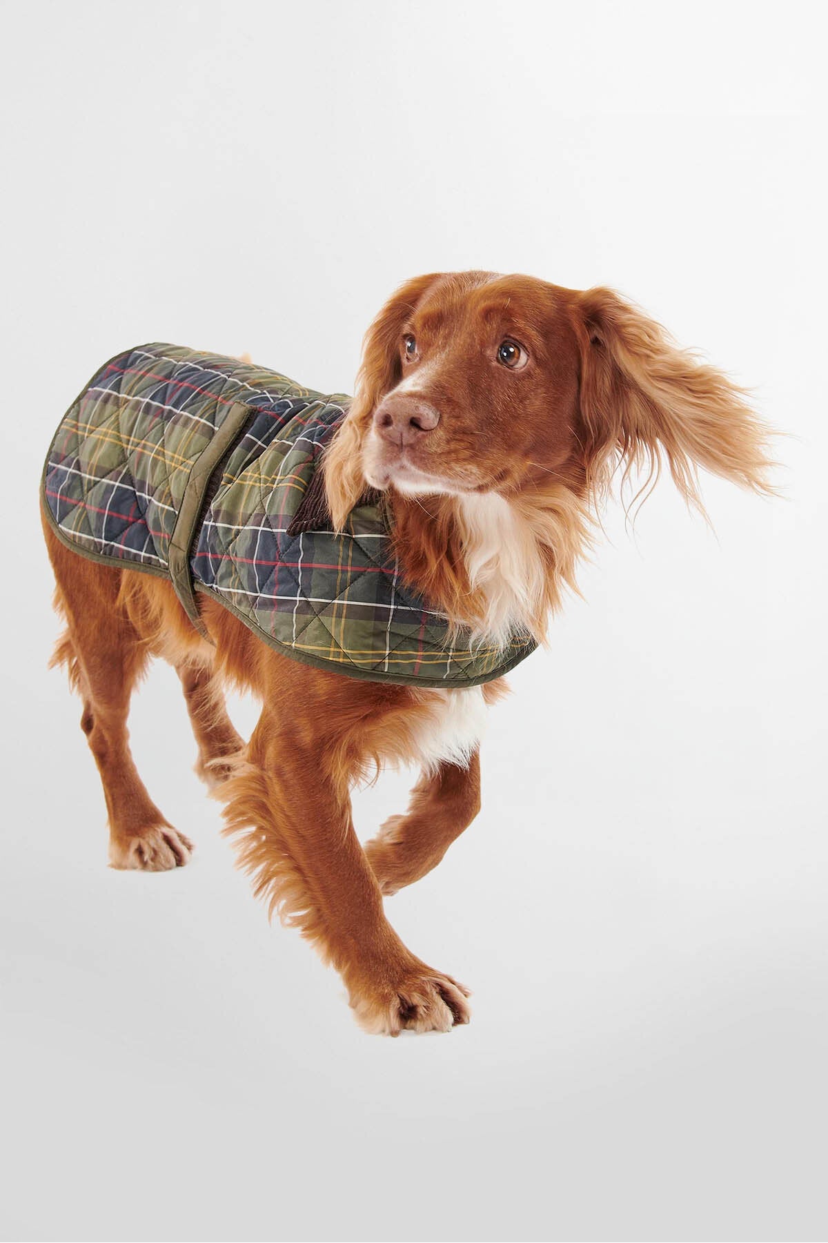 Hunde-Tartanmantel