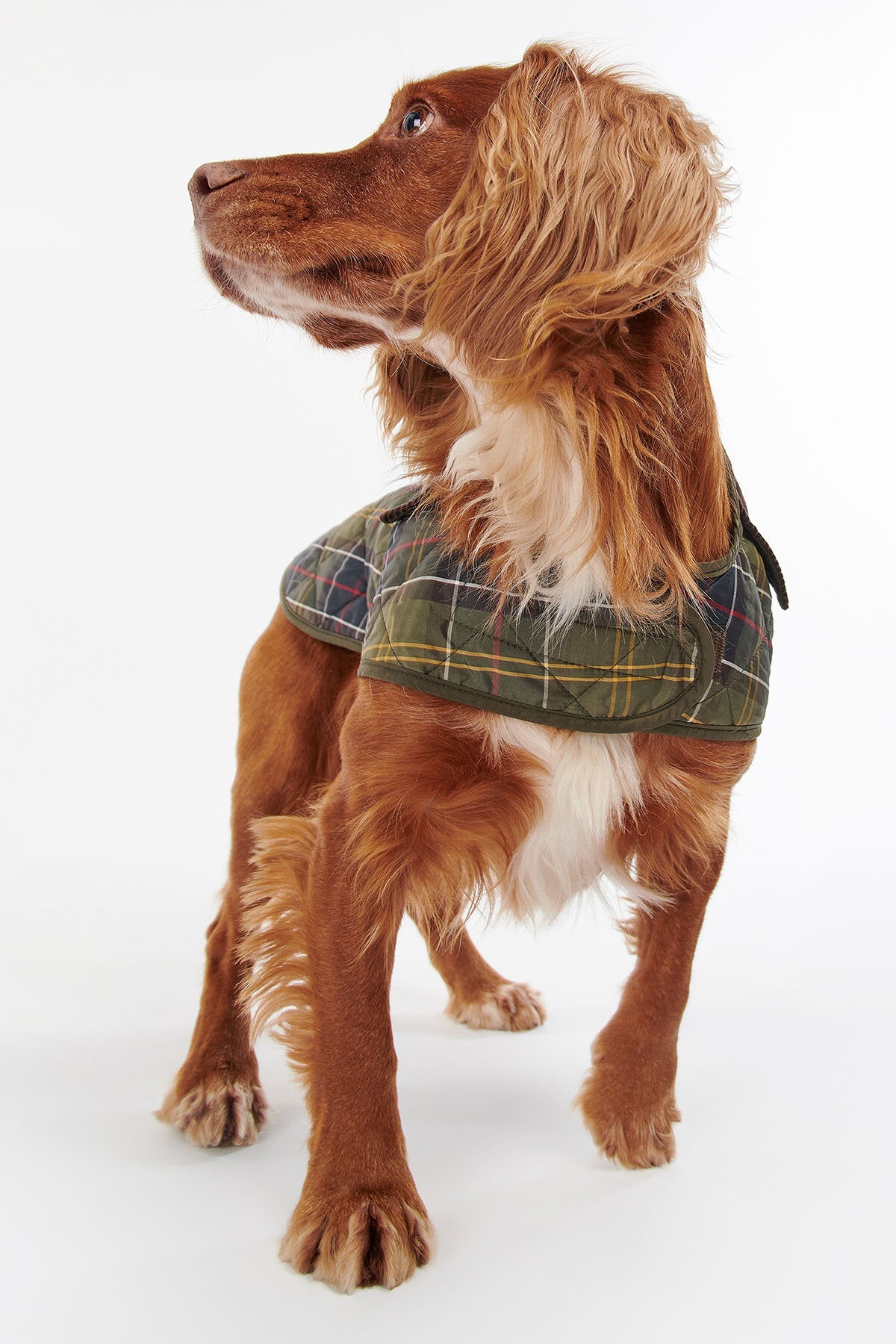Hunde-Tartanmantel